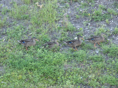 [Side view of four mallards walking from left to right in a straight line along a hillside.]